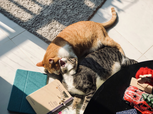 Chàng trai đầu tư 300 triệu decor nhà đi thuê, sở hữu 3000 cuốn sách truyện và vô số đồ đạc nhưng vẫn gọn gàng hết nấc-20