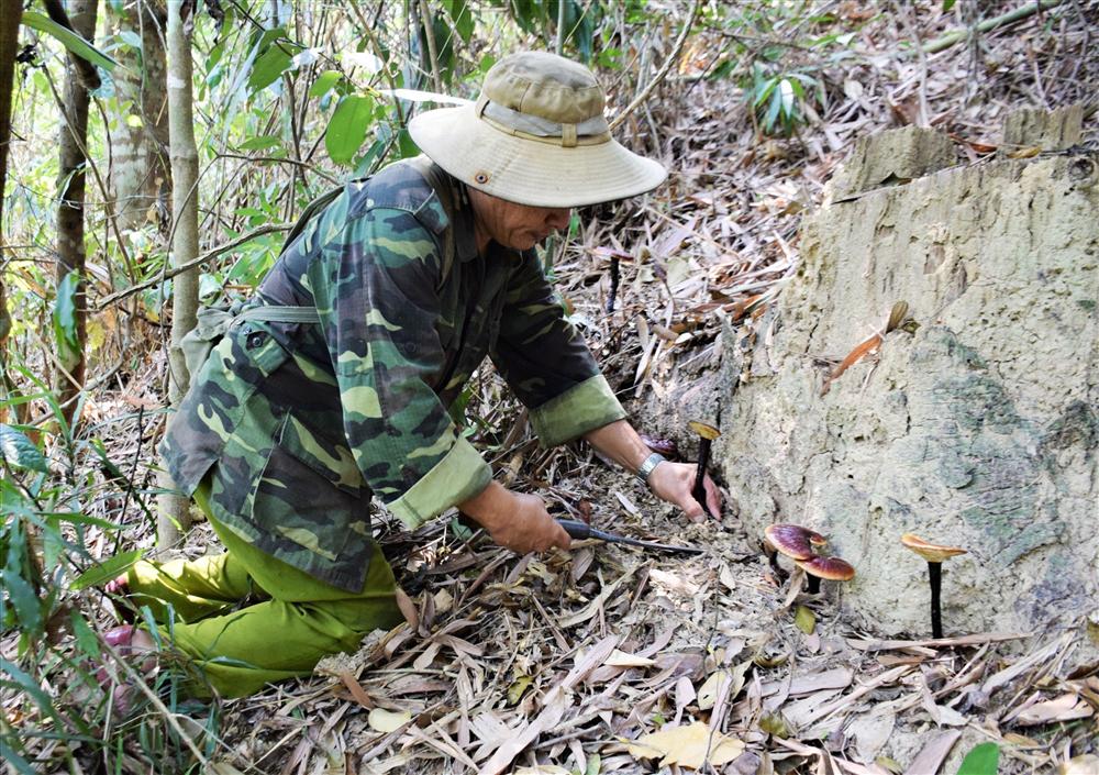 Cao thủ xứ Quảng săn loại nấm quý giữa rừng Nam Giang-1