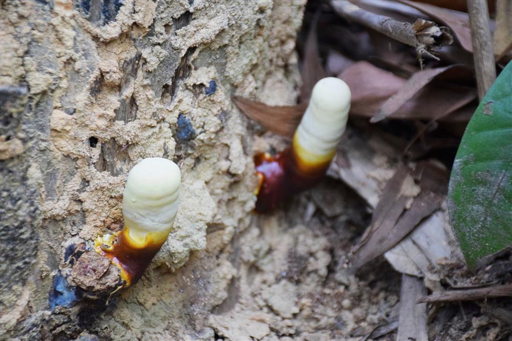 Cao thủ xứ Quảng săn loại nấm quý giữa rừng Nam Giang-2