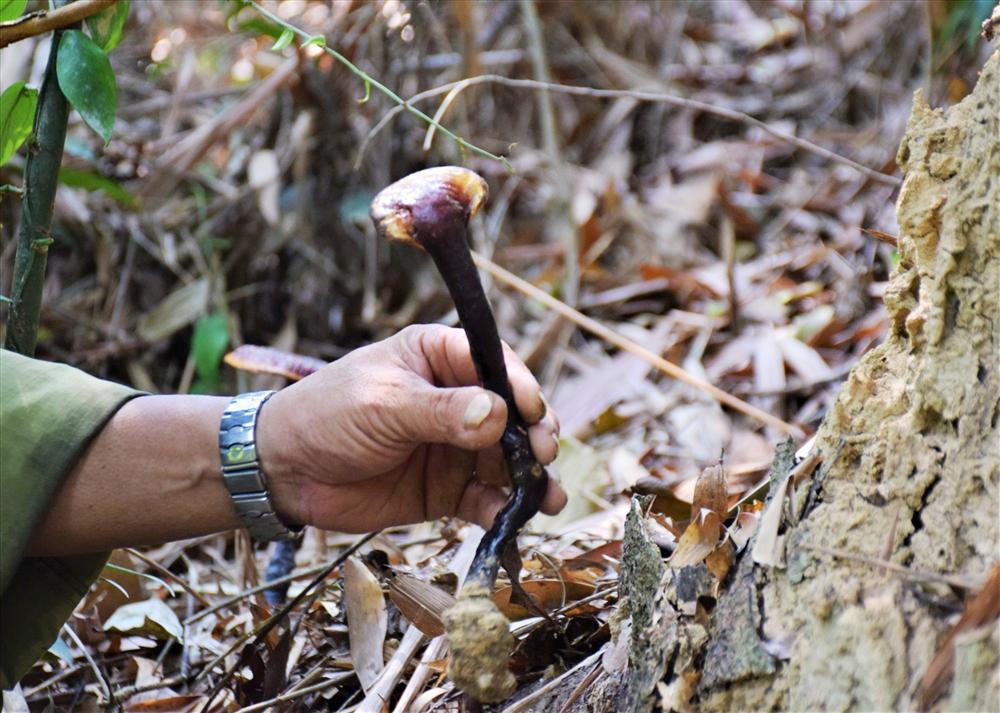 Cao thủ xứ Quảng săn loại nấm quý giữa rừng Nam Giang-4