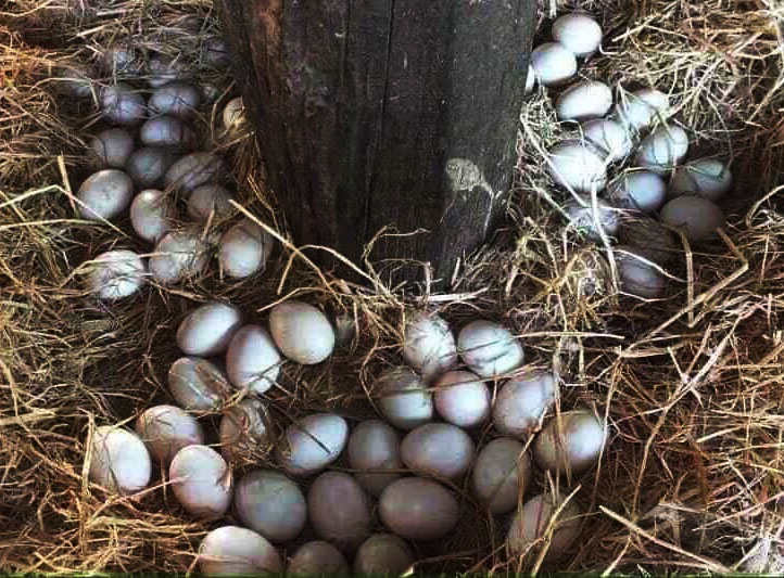 Chiêm ngưỡng ngôi nhà cổ tuyệt đẹp, rộng thẳng cánh cò bay ở Long An-8