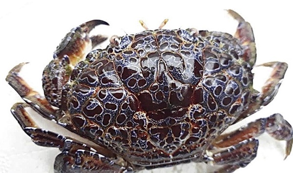 Người đàn ông suýt chết vì ăn cua mặt quỷ-1