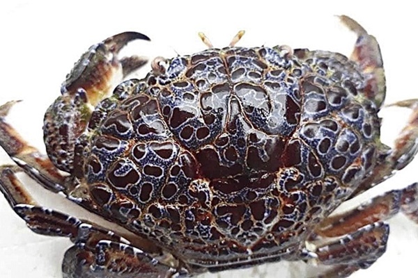 Ăn hải sản mấy chục năm ai nghĩ đơn giản PHẦN MÀU VÀNG trong con cua biển là GẠCH đều sai hết rồi nhé!-6