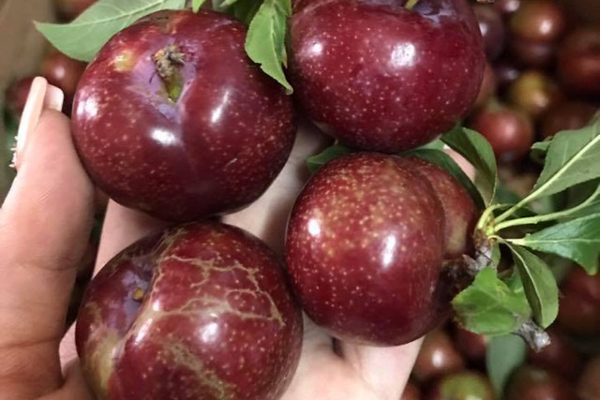 Loại mận Việt Nam đắt ngang nho Mỹ, ngọt như cherry được chị em săn lùng-7