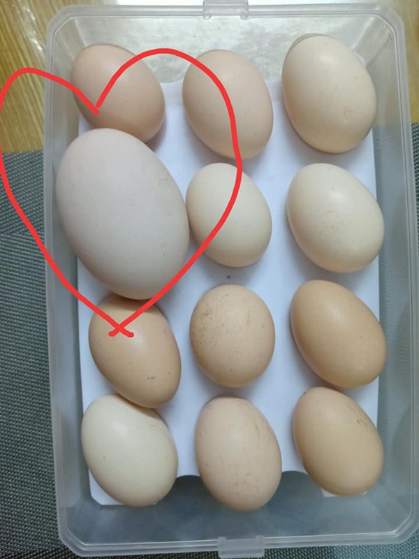 Cô gái ngạc nhiên khi lần đầu tiên chứng kiến quả trứng trong trứng có 1-0-2-2