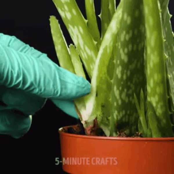 Tìm ra 3 mẹo ươm cây tuyệt đỉnh các bà nội trợ không thể làm ngơ-1