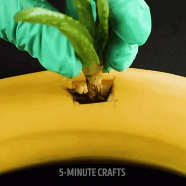 Tìm ra 3 mẹo ươm cây tuyệt đỉnh các bà nội trợ không thể làm ngơ-3