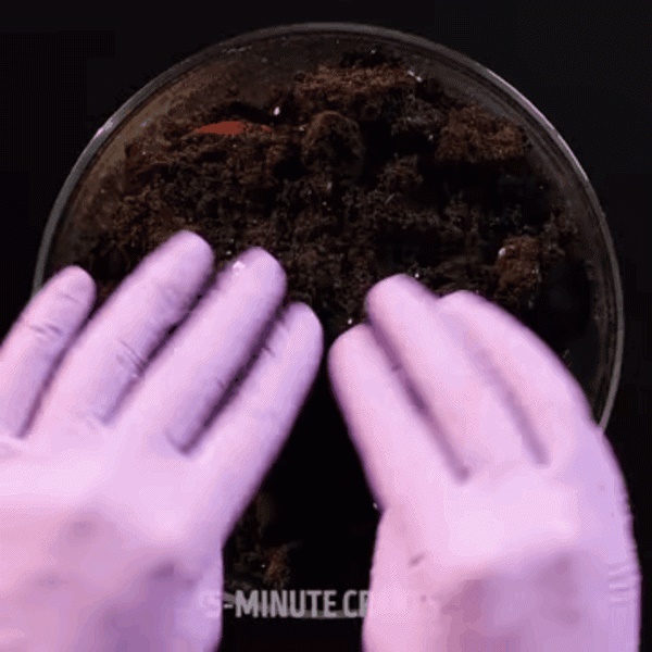 Tìm ra 3 mẹo ươm cây tuyệt đỉnh các bà nội trợ không thể làm ngơ-6