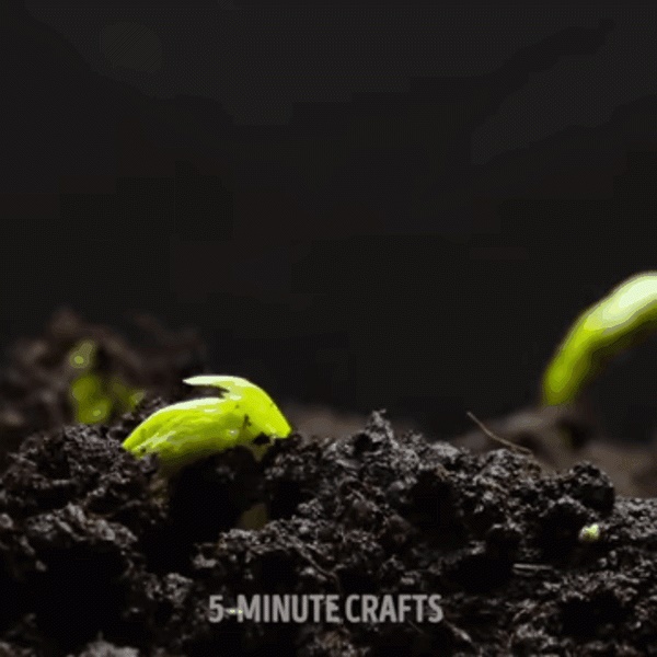 Tìm ra 3 mẹo ươm cây tuyệt đỉnh các bà nội trợ không thể làm ngơ-7