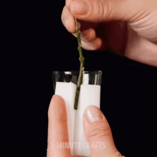 Tìm ra 3 mẹo ươm cây tuyệt đỉnh các bà nội trợ không thể làm ngơ-9