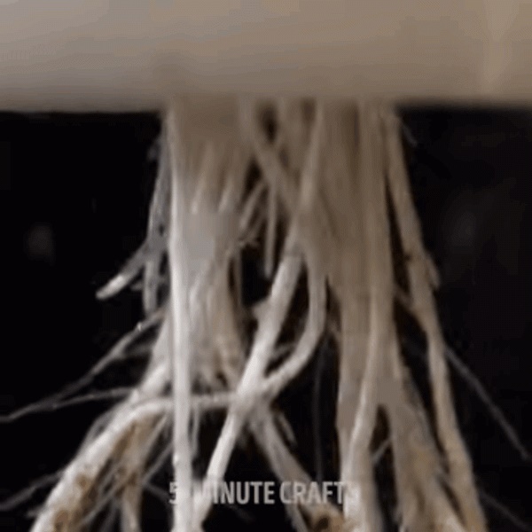 Tìm ra 3 mẹo ươm cây tuyệt đỉnh các bà nội trợ không thể làm ngơ-10