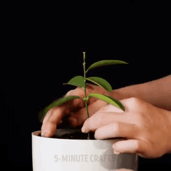 Tìm ra 3 mẹo ươm cây tuyệt đỉnh các bà nội trợ không thể làm ngơ-11