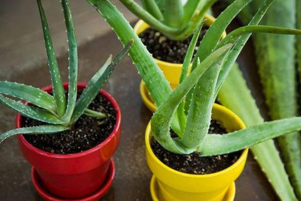 Hướng dẫn cách chọn dứa ngọt lừ và kiểu gọt chuẩn nhất-10