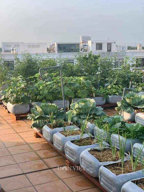 Tận dụng can nhựa mẹ đảm Cần Thơ biến sân thượng thành khu vườn xanh mát-3