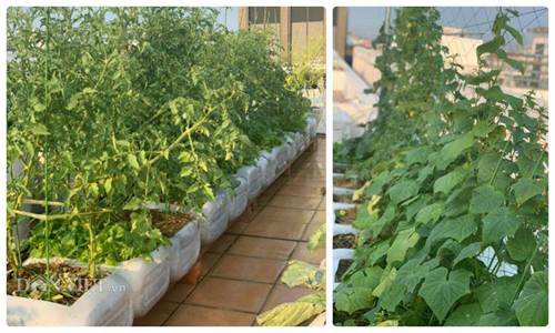 Tận dụng can nhựa mẹ đảm Cần Thơ biến sân thượng thành khu vườn xanh mát-4