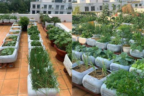 Tận dụng can nhựa mẹ đảm Cần Thơ biến sân thượng thành khu vườn xanh mát-5