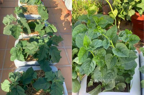 Tận dụng can nhựa mẹ đảm Cần Thơ biến sân thượng thành khu vườn xanh mát-7