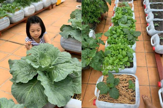 Tận dụng can nhựa mẹ đảm Cần Thơ biến sân thượng thành khu vườn xanh mát-10