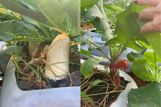 Tận dụng can nhựa mẹ đảm Cần Thơ biến sân thượng thành khu vườn xanh mát-11