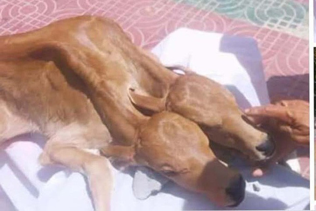 Nhiều người kéo nhau đi thắp nhang cúng bò con 2 đầu ở Sóc Trăng-1