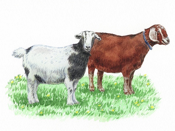 Top 4 con giáp nữ dễ bước ‘hai lần đò’ nhưng thường viên mãn với lần lựa chọn thứ 2-2