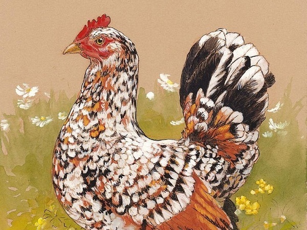 Top 4 con giáp nữ dễ bước ‘hai lần đò’ nhưng thường viên mãn với lần lựa chọn thứ 2-3