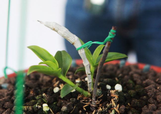 Choáng những giỏ hoa lan đột biến hiếm thấy ở Hà Nội, giá hàng trăm triệu-10