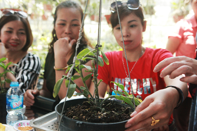 Choáng những giỏ hoa lan đột biến hiếm thấy ở Hà Nội, giá hàng trăm triệu-11