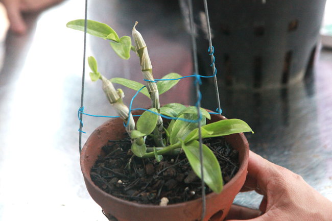 Choáng những giỏ hoa lan đột biến hiếm thấy ở Hà Nội, giá hàng trăm triệu-13