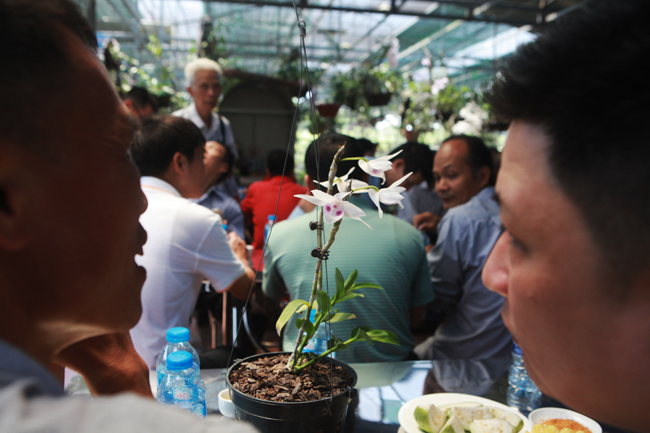 Choáng những giỏ hoa lan đột biến hiếm thấy ở Hà Nội, giá hàng trăm triệu-3