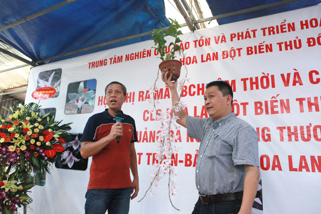 Choáng những giỏ hoa lan đột biến hiếm thấy ở Hà Nội, giá hàng trăm triệu-5