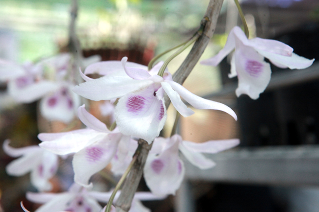 Choáng những giỏ hoa lan đột biến hiếm thấy ở Hà Nội, giá hàng trăm triệu-6