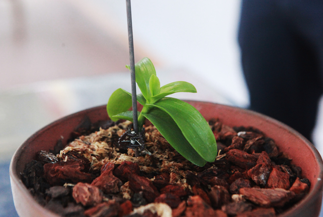 Choáng những giỏ hoa lan đột biến hiếm thấy ở Hà Nội, giá hàng trăm triệu-8