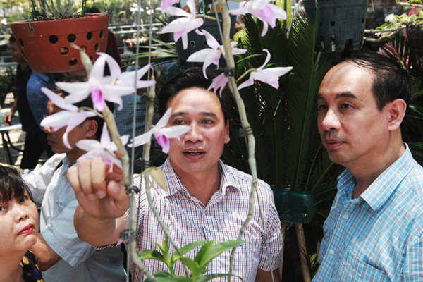 Hoa cúc xanh khổng lồ đắt gấp 20 lần hàng chợ có gì đặc biệt mà gây sốt?-4