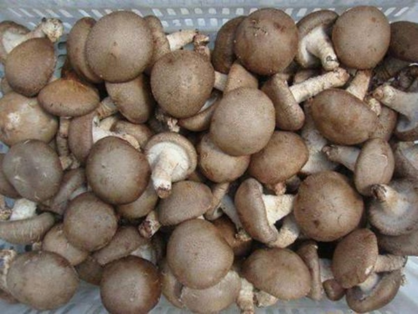 Khi chọn nấm hương tươi, thấy 5 dấu hiệu này tốt nhất đừng mua-2