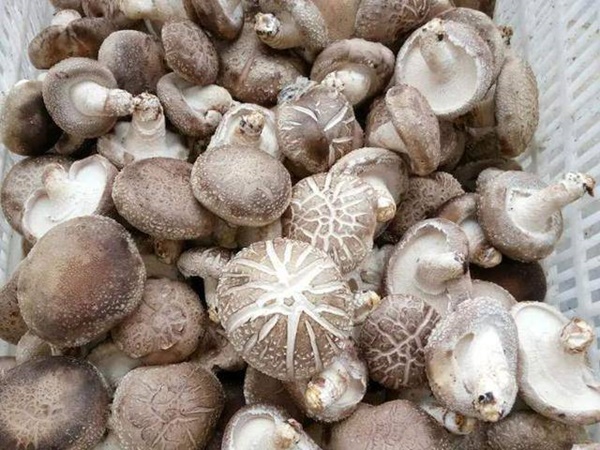 Khi chọn nấm hương tươi, thấy 5 dấu hiệu này tốt nhất đừng mua-3