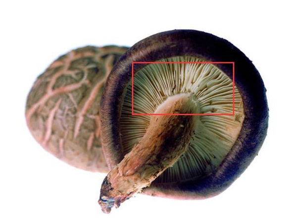 Khi chọn nấm hương tươi, thấy 5 dấu hiệu này tốt nhất đừng mua-4