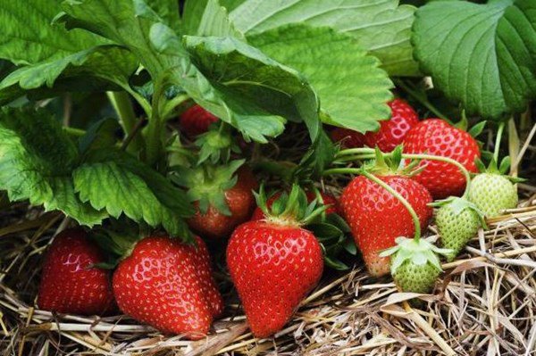 Cách trồng dâu tây vào mùa hè, nắng cháy da vẫn cho quả ngập cành-1