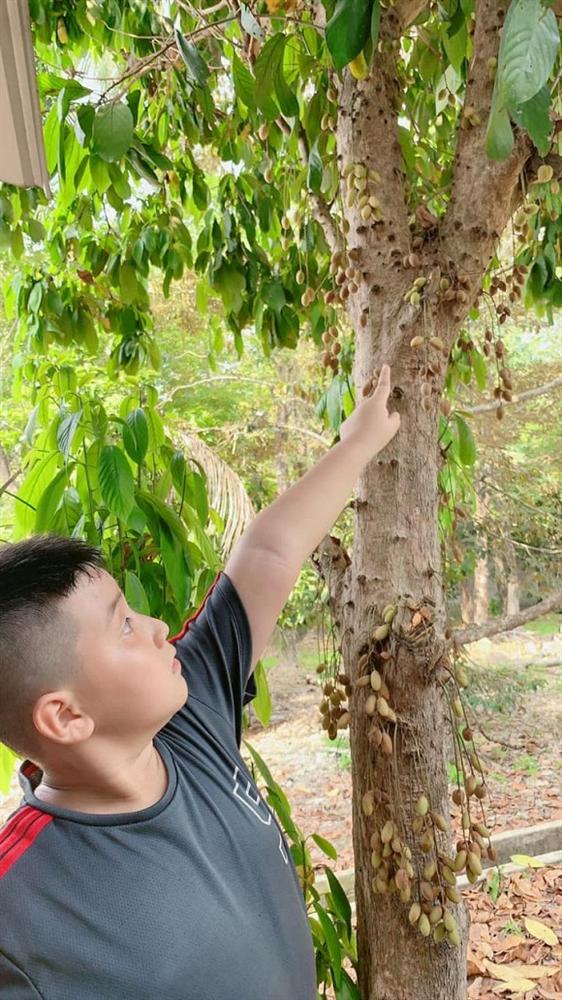 Lê Phương cùng chồng con thu hoạch trái cây nặng trĩu tại trang trại riêng-8