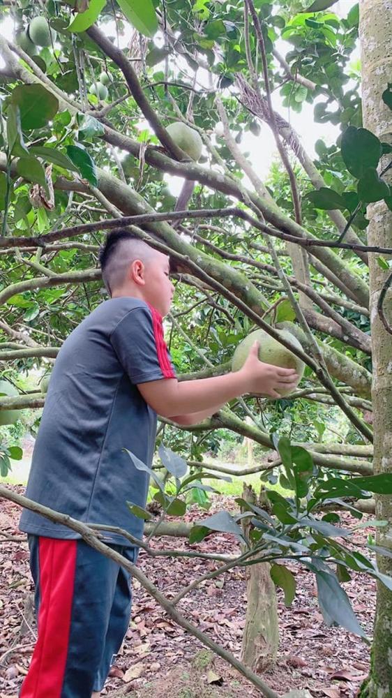 Lê Phương cùng chồng con thu hoạch trái cây nặng trĩu tại trang trại riêng-9