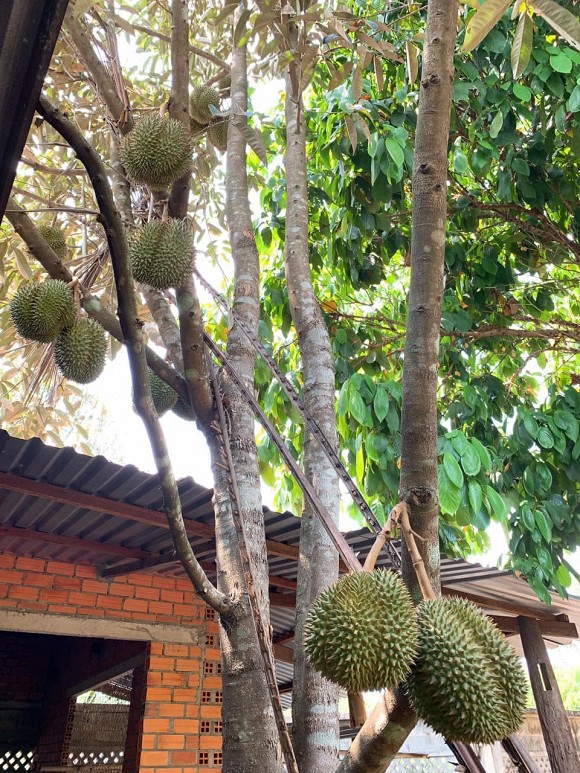 Lê Phương cùng chồng con thu hoạch trái cây nặng trĩu tại trang trại riêng-14