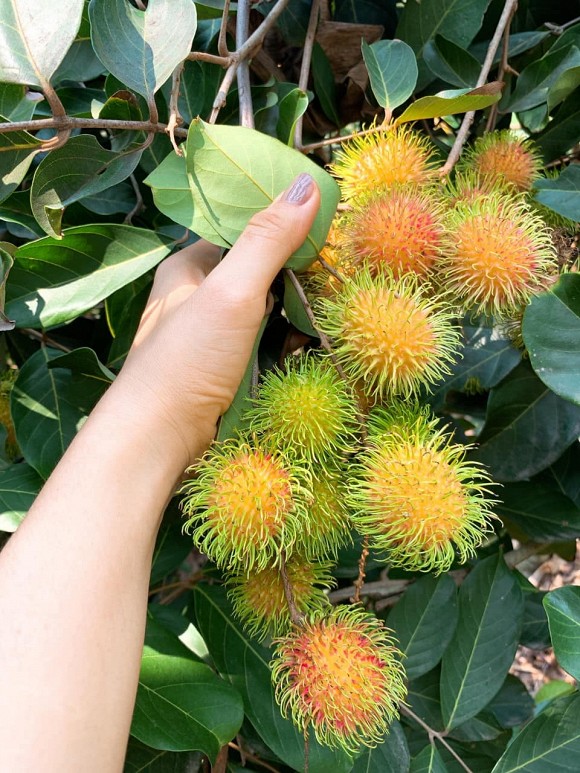 Lê Phương cùng chồng con thu hoạch trái cây nặng trĩu tại trang trại riêng-15