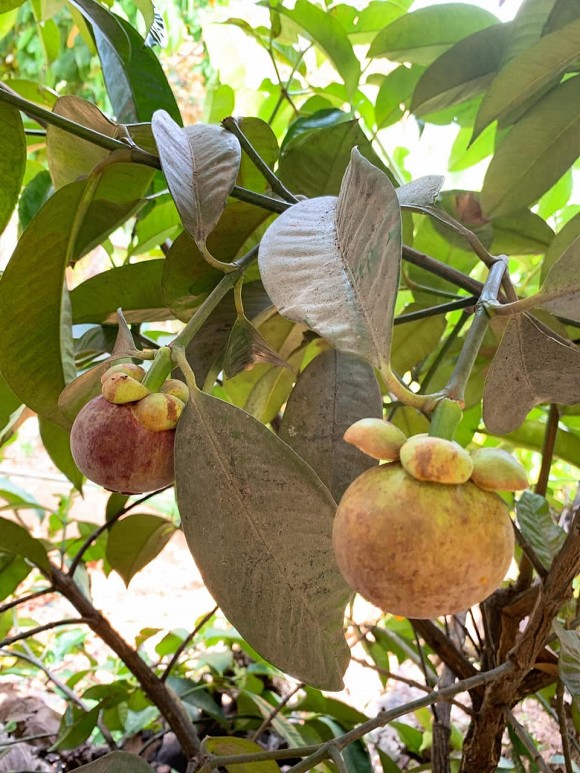 Lê Phương cùng chồng con thu hoạch trái cây nặng trĩu tại trang trại riêng-16