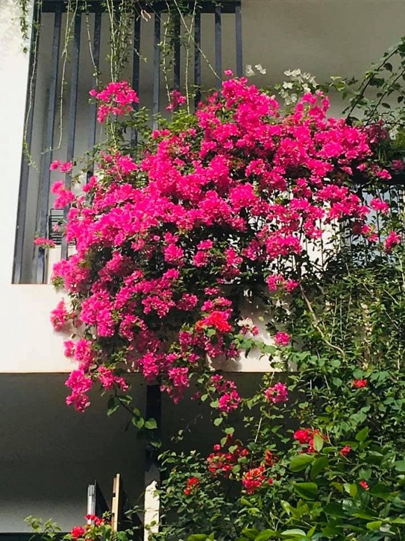 Khu vườn ngập tràn sắc hoa của cựu thành viên nhóm nhạc Con gái - Xuân Nhị-12
