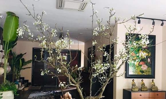 Khu vườn ngập tràn sắc hoa của cựu thành viên nhóm nhạc Con gái - Xuân Nhị-20