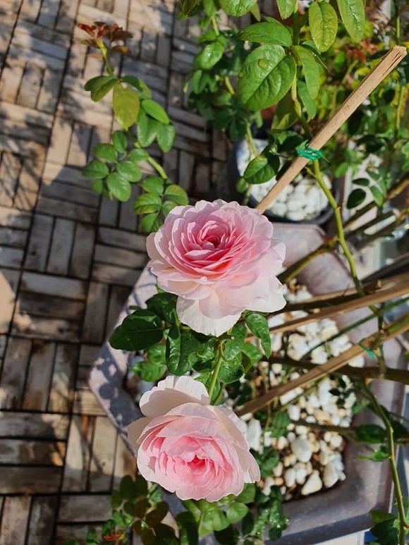 Vườn hồng tuyệt đẹp trong căn biệt thự 1300m2 của vợ chồng Vũ Thu Phương-3