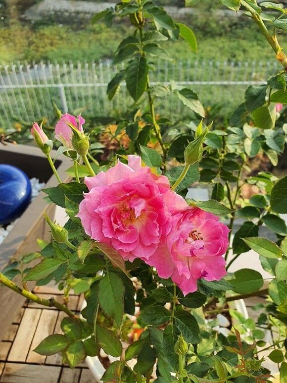 Vườn hồng tuyệt đẹp trong căn biệt thự 1300m2 của vợ chồng Vũ Thu Phương-5