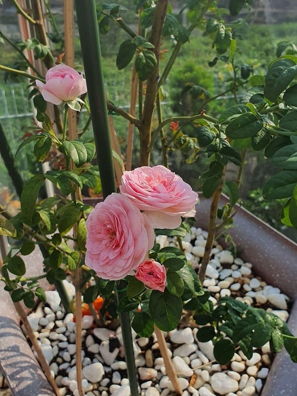 Vườn hồng tuyệt đẹp trong căn biệt thự 1300m2 của vợ chồng Vũ Thu Phương-8