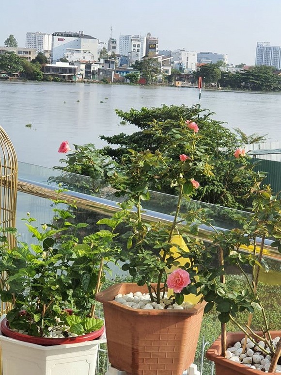Vườn hồng tuyệt đẹp trong căn biệt thự 1300m2 của vợ chồng Vũ Thu Phương-9