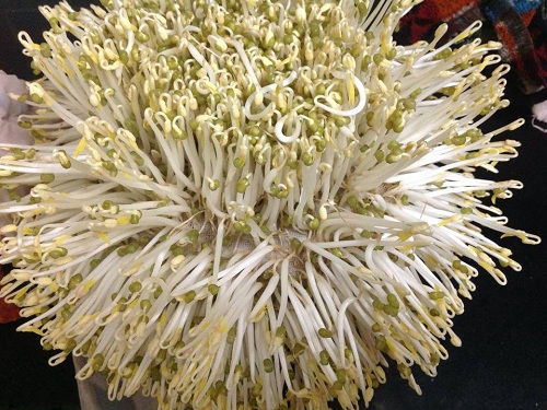 Làm giá đỗ bằng rổ tưởng khó ai ngờ dễ ợt, cả nhà ăn không hết-1